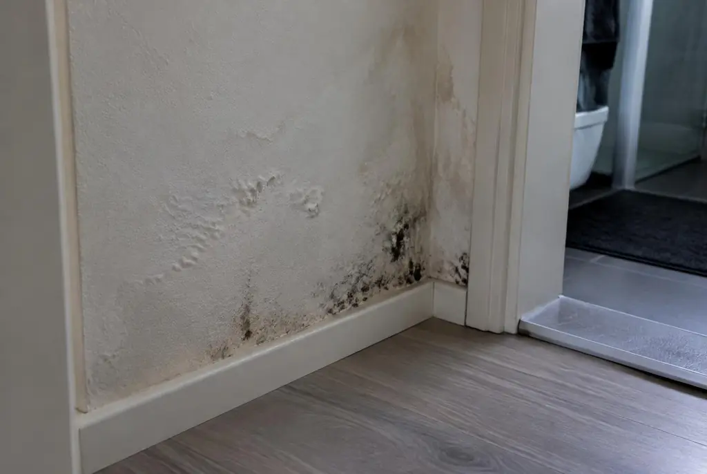 Lekdetectie Vaassen – vochtplek met schimmel op een muur